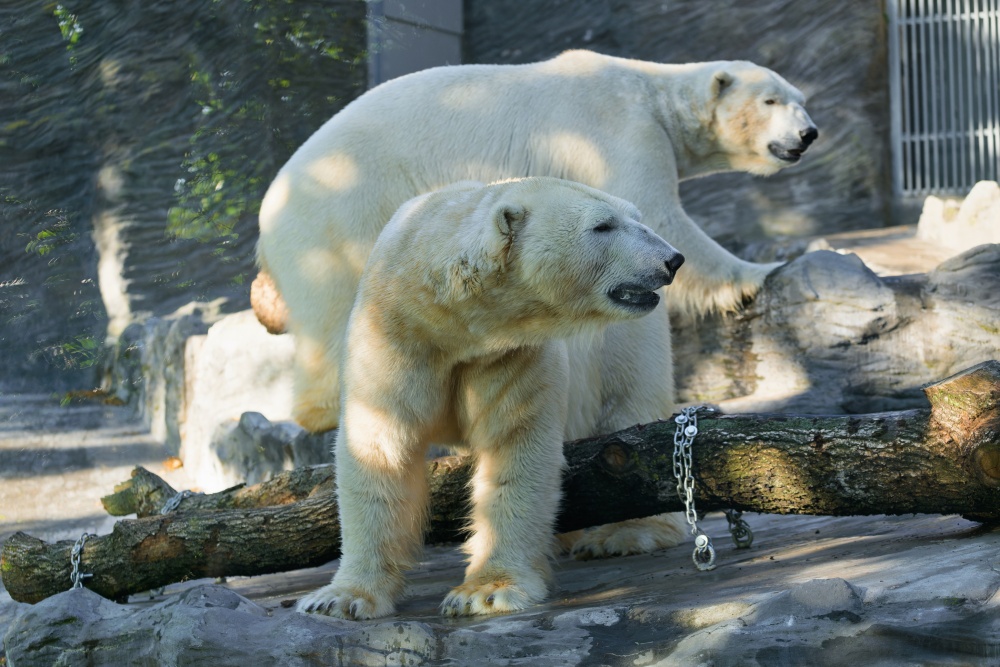 Lední medvědi Aleut (vpředu) a Gregor (vzadu) se seznamují se svým novým domovem. V Zoo Varšava tak nyní mohou zahájit nutnou rekonstrukci tamní expozice. Foto Petr Hamerník, Zoo Praha