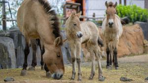 Kroky v pátek narozeného hříběte koně Převalského jsou každým dnem jistější, stále se však drží poblíž matky. Foto: Petr Hamerník, Zoo Praha