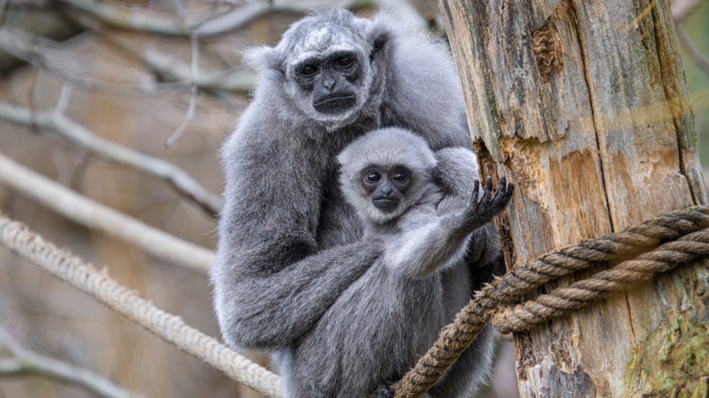 Zkušená samice Alang Alang od první chvíle věděla, jak mládě správně krmit, zahřívat ho nebo podporovat hlavičku. Otcem mláděte je samec Flip. Foto Petr Hamerník, Zoo Praha