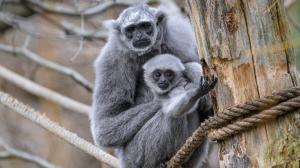 Zkušená samice Alang Alang od první chvíle věděla, jak mládě správně krmit, zahřívat ho nebo podporovat hlavičku. Otcem mláděte je samec Flip. Foto Petr Hamerník, Zoo Praha