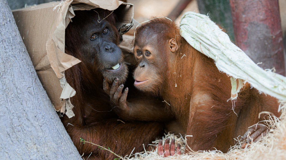 Oblíbenou činností orangutanů je hra s prostěradly i budování pohodlného hnízda na spaní z kartonů. Na snímku Mawar a její syn Pustakawan – zkráceně Kawi. Foto Petr Hamerník, Zoo Praha 