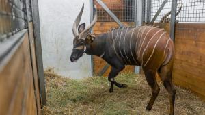 Pražský samec bonga horského Mau před odjezdem do Safari Parku Dvůr Králové. Foto Petr Hamerník, Zoo Praha
