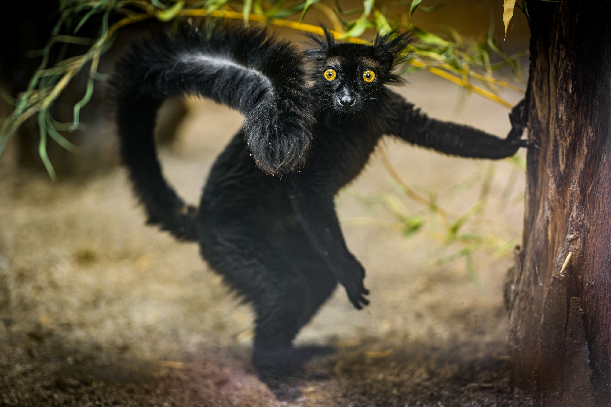 Pár přišel do Zoo Praha z plzeňské zoo, samice je však původně pražským odchovem. Když si plně zvykli na ubikaci, chovatelé jim postupně umožnili vstup do tunýlku, odkud mohli venkovní výběh pozorovat. V těchto dnech už na něj podnikají první nesmělé výpravy. Foto Petr Hamerník, Zoo Praha Pár přišel do Zoo Praha z plzeňské zoo, samice je však původně pražským odchovem. Když si plně zvykli na ubikaci, chovatelé jim postupně umožnili vstup do tunýlku, odkud mohli venkovní výběh pozorovat. V těchto dnech už na něj podnikají první nesmělé výpravy. Foto Petr Hamerník, Zoo Praha
