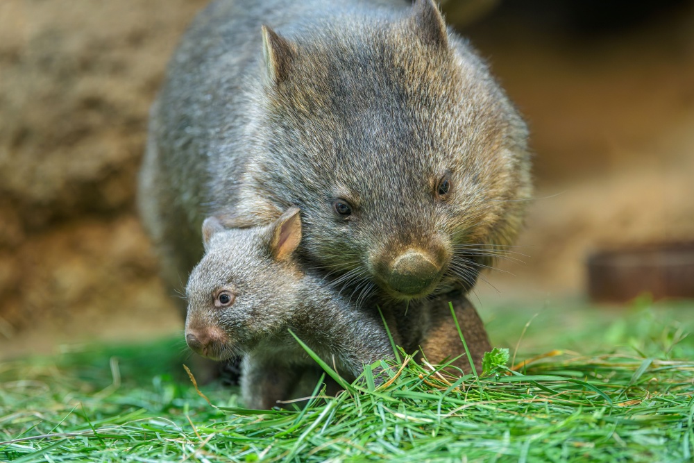 Druhý potomek samice Winkleigh a samce Coopera přišel na svět loni v červnu, a to zhruba po dvacetidenní březosti. Foto Petr Hamerník, Zoo Praha 