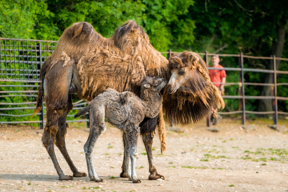 Sameček velblouda dvouhrbého s tříletou matkou Fidorkou. Takto mladá samice velblouda v Zoo Praha mládě doposud neměla, svou roli zvládá bravurně. Foto Petr Hamerník, Zoo Praha