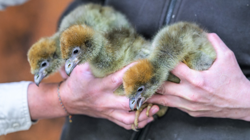 Mláďata čáji obojkové v pěti týdnech života na začátku dubna. Z původní snůšky se podařilo odchovat dvě mláďata, což je vzhledem k náročnosti odchovu tohoto druhu nepochybným úspěchem. Foto Petr Hamerník, Zoo Praha 