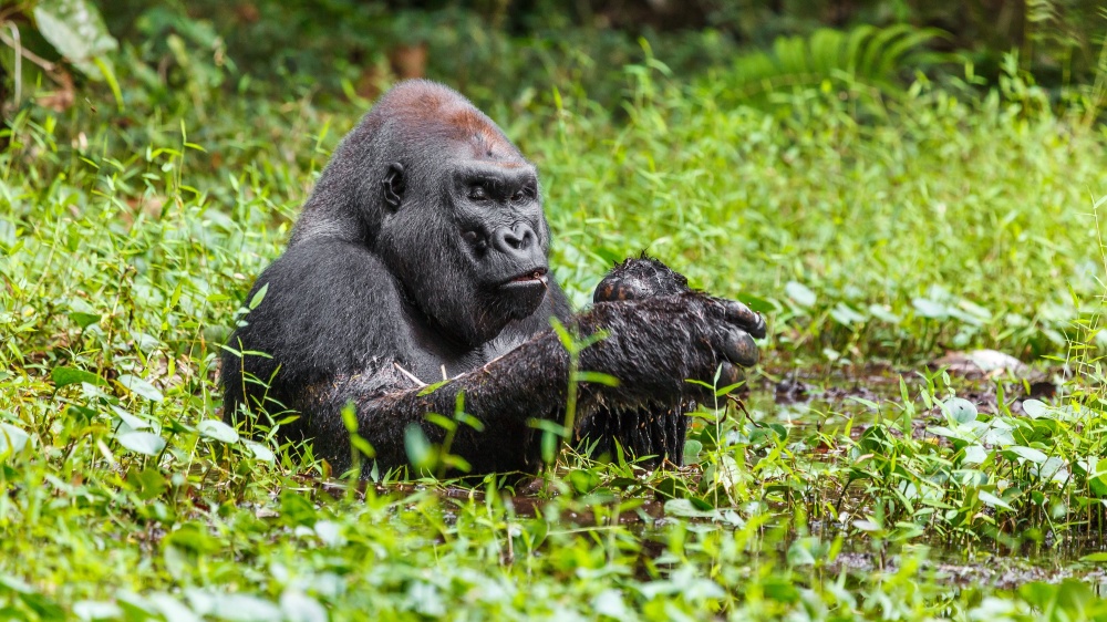 Gorily nížinné ohrožuje v přírodě zejména ničení jejich prostředí a pytláctví. To se Zoo Praha snaží v Kamerunu omezit vzdělávacími aktivitami, z nichž nejvýznamnější je projekt Toulavý autobus probíhající od roku 2013 pod záštitou WAZA. Foto Miroslav Bobek