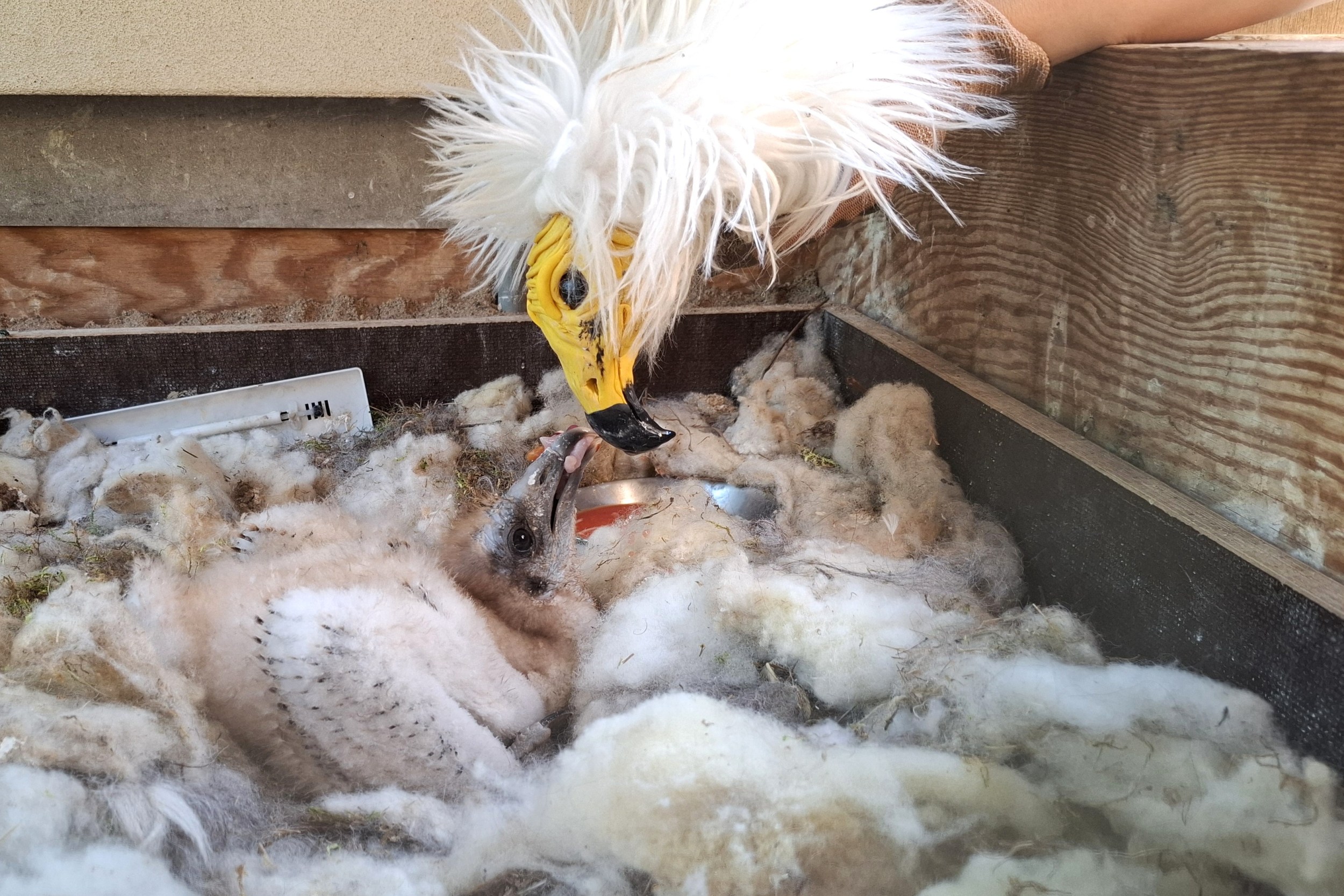 Mládě supa mrchožravého, původně ze Zoo Zlín, je v Zoo Praha nyní dokrmováno takzvanou „maňáskovou metodou“. Poté přejde do plně pěstounské péče. Foto Antonín Vaidl, Zoo Praha