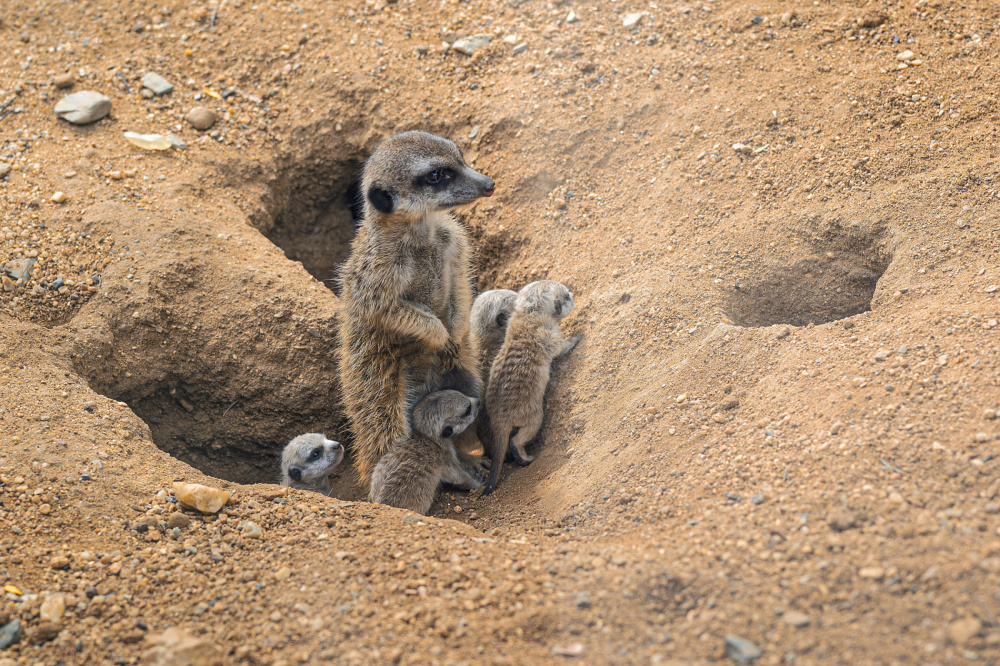 Foto Petr Hamerník, Zoo Praha