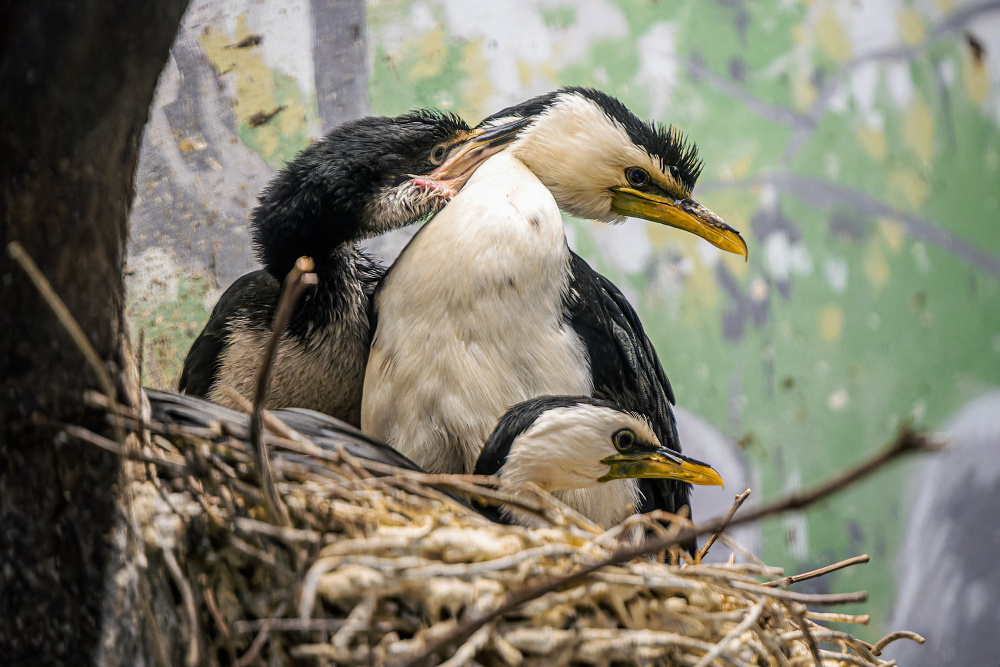 Foto Petr Hamerník, Zoo Praha