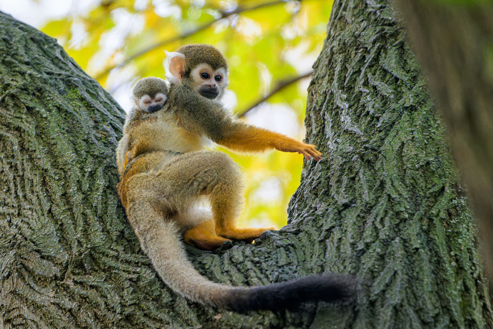 Foto Petr Hamerník, Zoo Praha