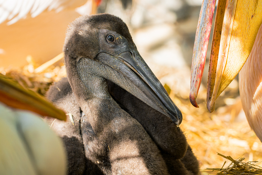 Foto Petr Hamerník, Zoo Praha