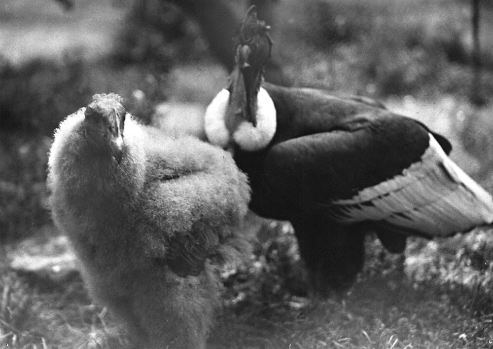 Připomínku prvního přirozeného odchovu kondora andského naleznou lidé dodnes například ve vizuální identitě Zoo Praha: V logu zahrady symbolizuje tyto ptáky červená stopa. Zdroj: Archiv Zoo Praha