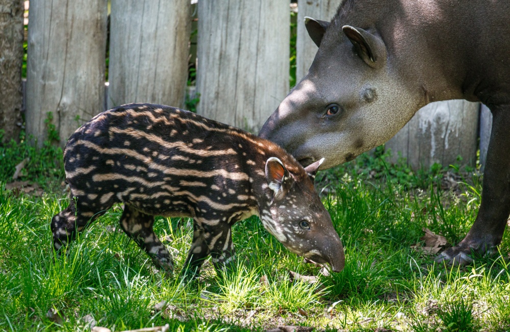 Tapíří samička Jasmína se narodila 29. dubna. Na fotografii je jako dvoutýdenní mládě se svou matkou Taluen. Foto Miroslav Bobek, Zoo Praha