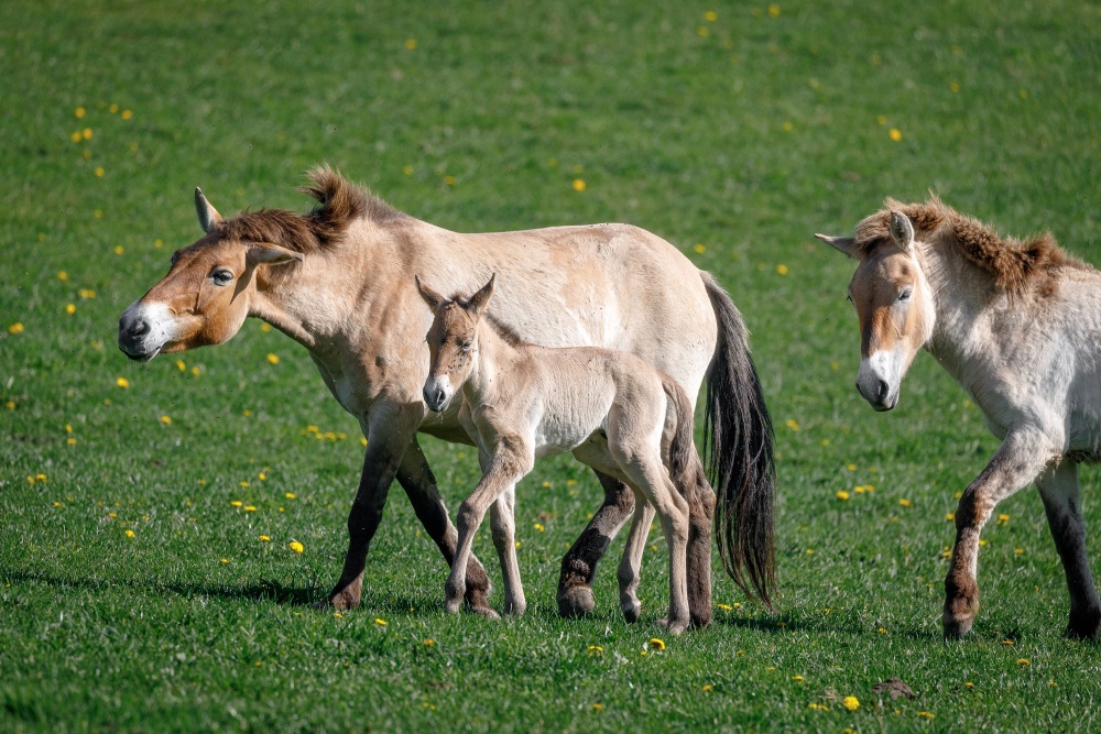 Hřebečka, který se narodil v pondělí klisně Rosině, na snímku doprovází i roční Yzop. Foto: Miroslav Bobek, Zoo Praha