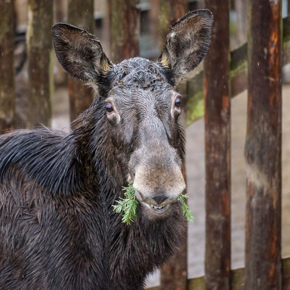 Jehličnany chutnají i losům, jejich komentované krmení proběhne v 12.30. Foto Petr Hamerník, Zoo Praha