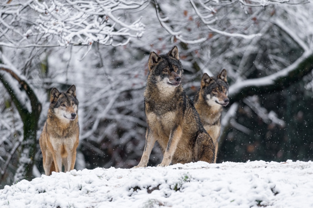 Eurasian wolves pay in winter for the most resilient inhabitants of the Prague Zoo.  He actually spends twenty-four hours in the paddock at the top of the complex in freezing weather.  Photo by Petr Hamerník, Prague Zoo