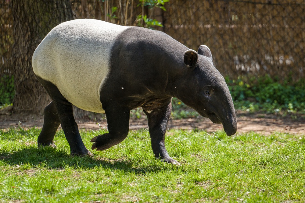 Dnes již Morse zdobí dospělá srst. Samec je pro Zoo Praha teprve druhým odchovaným mládětem tohoto vzácného a ohroženého lichokopytníka. Jeho novým domovem se stane Zoo Norimberk. Autor: Petr Hamerník, Zoo Praha 