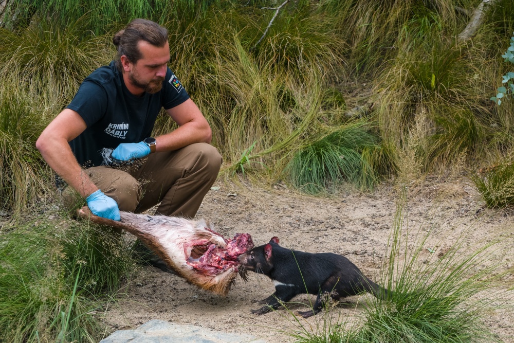 As part of the Prague Imps Help the Tasmanian Devils campaign, Prague Zoo offers visitors an evening feeding experience with a commentary from their keeper David Vala. Author: Petr Hamerník, Prague Zoo.