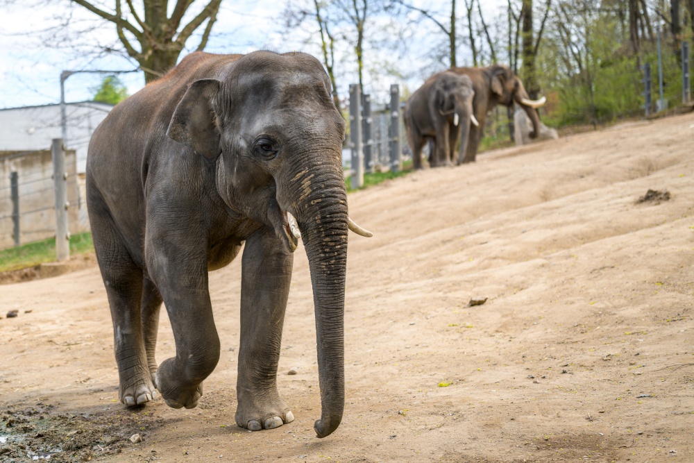 Slon indický Maxmilián (Max) je prvním v Praze narozeným i počatým slonem. Nyní ho na prahu jeho osmých narozenin čeká nový domov v Zoo Antverpy v Belgii. Foto Petr Hamerník, Zoo Praha