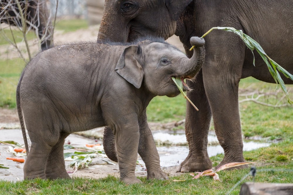 Své první narozeniny oslavila sloní samička Lakuna bez návštěvníků. Za běžného režimu by dnes Zoo Praha slavila zahájení sezóny. Autor: Petr Hamerník, Zoo Praha  