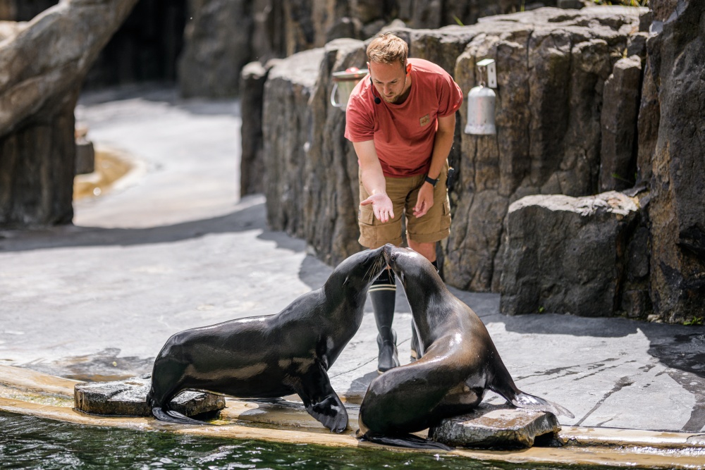 Během 94. výroční slavnosti Zoo Praha proběhne také sváteční trénink lachtanů. Na snímku je vedle vrchního chovatele Jakuba Mezeie samice lachtana jihoafrického Ronja (vlevo) a Daisy (vpravo). Foto Petr Hamerník, Zoo Praha