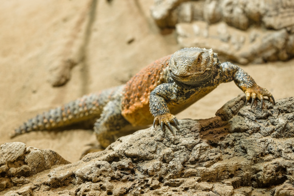 Daytime reptiles are activated by light, they are also sensitive to the changes in day length that their keepers are currently setting. Pictured here is a coloured male Iraqi mastigure. Photo Petr Hamerník, Prague Zoo