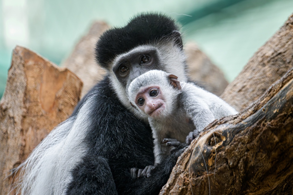 Skupinu tvoří mládě narozené 20. září, jeho matka Lebamba se svou sestrou Nyiangou a samec Bzik. Foto Petr Hamerník, Zoo Praha Skupinu tvoří mládě narozené 20. září, jeho matka Lebamba se svou sestrou Nyiangou a samec Bzik. Foto Petr Hamerník, Zoo Praha