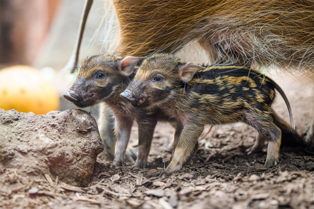 Skořicově hnědá samice Jasna se o své potomky pečlivě stará. Foto Petr Hamerník, Zoo Praha