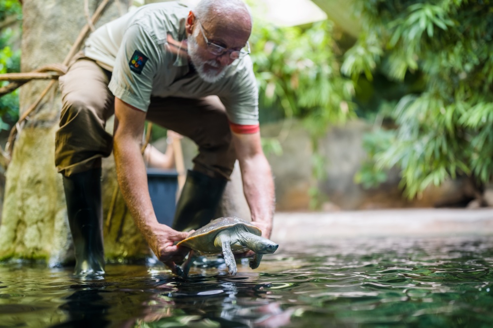 Zoo Praha má nově devět jedinců kriticky ohrožených batagurů bengálských. Batagury dnes vypustil do jejich expozice v pavilonu Čambal kurátor plazů Petr Velenský. Želvy budou sdílet terárium spolu s gaviály indickými, život batagurů bengálských je totiž kompatibilní s jejich celoročním režimem. Velmi dobře reagují například na stejnou teplotu vody. Autor: Petr Hamerník, Zoo Praha 