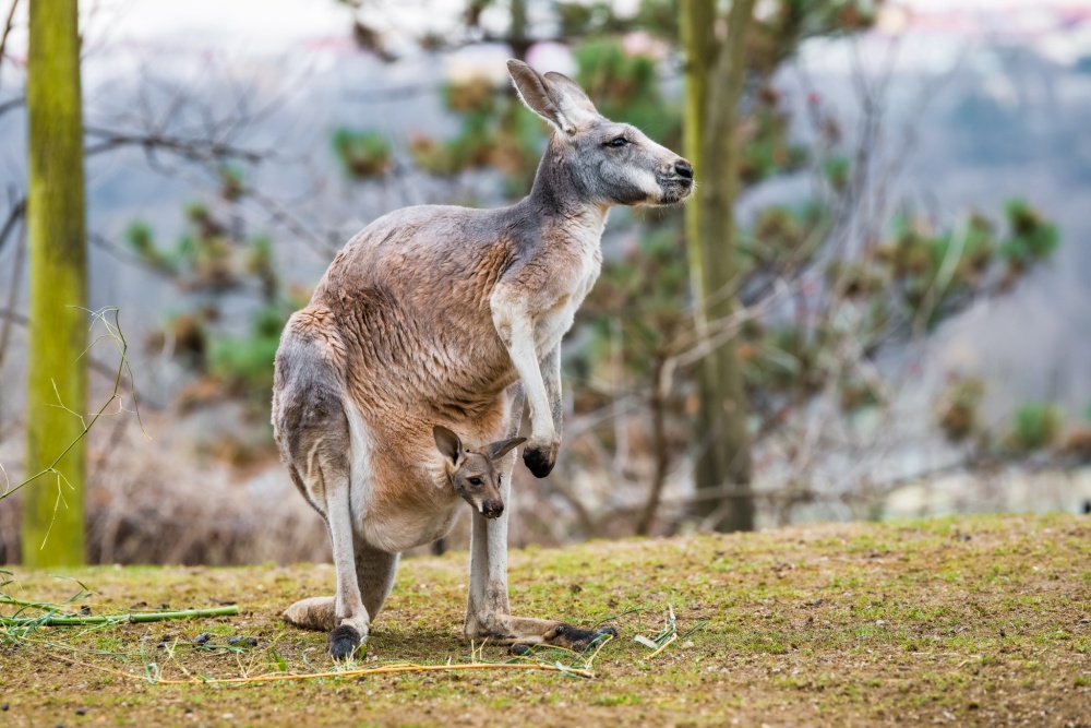 Expozice klokanů v pražské zoo jsou nyní plné mláďat. Samici klokana rudého Karkulku poznají návštěvníci snadno podle cihlově zbarvené srsti. Foto Petr Hamerník, Zoo Praha