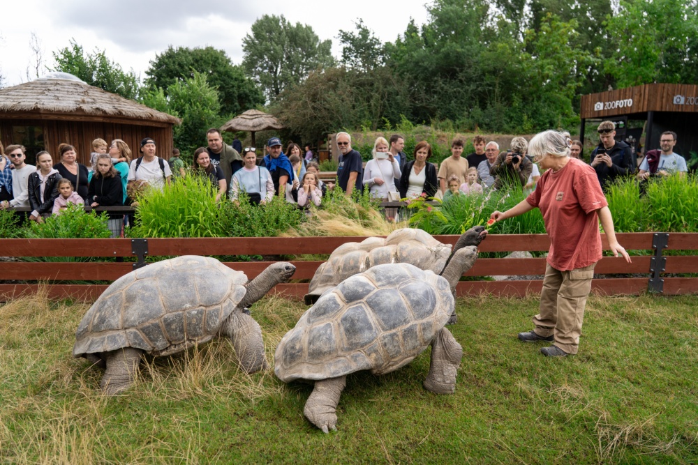 Když jde o melouny, umí želvy vyvinout překvapivou rychlost. Foto Oliver Le Que, Zoo Praha