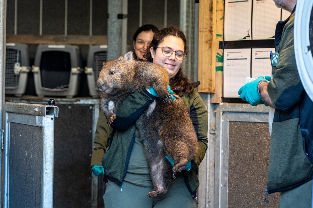 Chovatelé z kodaňské zoo připravují Winkleigh na její cestu do Prahy. Pokud proběhne karanténa bez problémů, lidé si ji budou moci přijít prohlédnout do expozice Darwinova kráteru zhruba od poloviny května. Foto Oliver Le Que, Zoo Praha