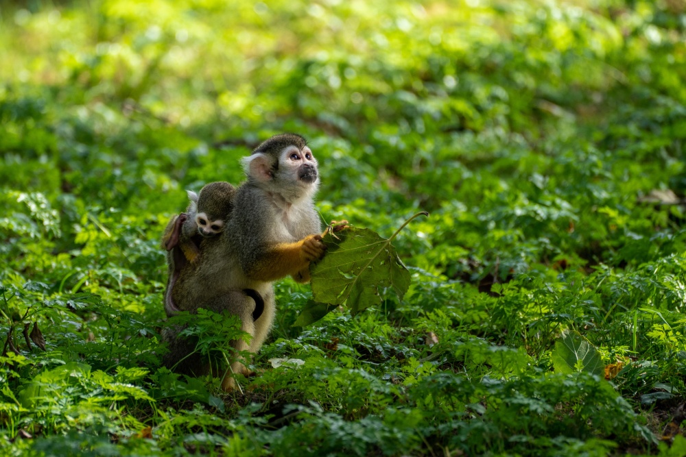 Mladší mládě samice Maly zatím tráví nejvíce času spánkem. Foto: Oliver Le Que, Zoo Praha