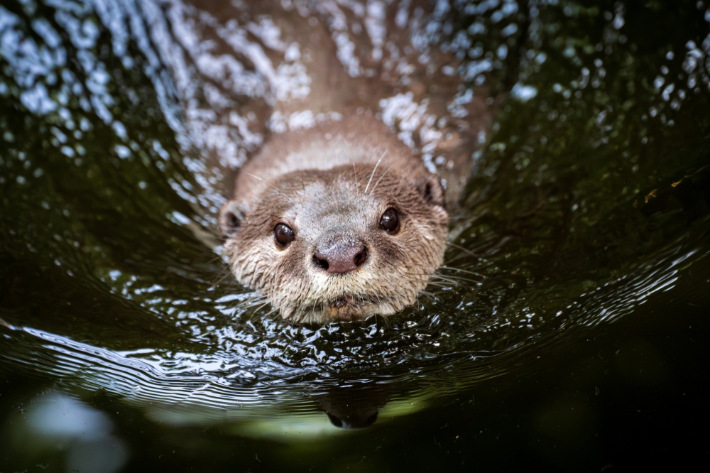 Nová samice vydry hladkosrsté tráví oproti samci hodně času ve vodě. Má rovněž výraznější hlasový projev. Foto Oliver Le Que, Zoo Praha