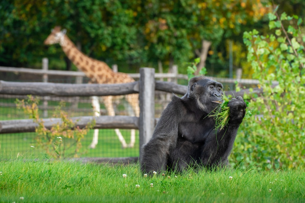 Venkovní výběh Rezervace Dja nabízí jedinečný pohled na gorily, navíc s africkými kopytníky v pozadí. Na snímku je nejstarší gorila v Zoo Praha, oblíbená „babička“ skupiny Kamba. Foto Oliver Le Que, Zoo Praha