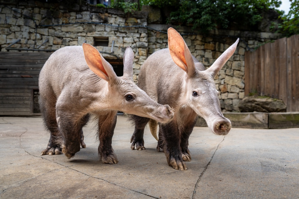 Nový pár hrabáčů, vlevo samice Sabi, napravo samec Draco, si hned při prvním společném setkání očividně porozuměl. Foto Oliver Le Que, Zoo Praha