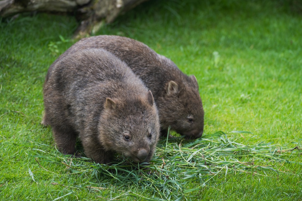 Samička vombata obecného Winkleigh (nalevo) přicestovala do Zoo Praha předloni, přičemž tato tasmánská rodačka tehdy chovatele i svého druha Coopera (napravo) překvapila svým temperamentem. Foto Oliver Le Que, Zoo Praha