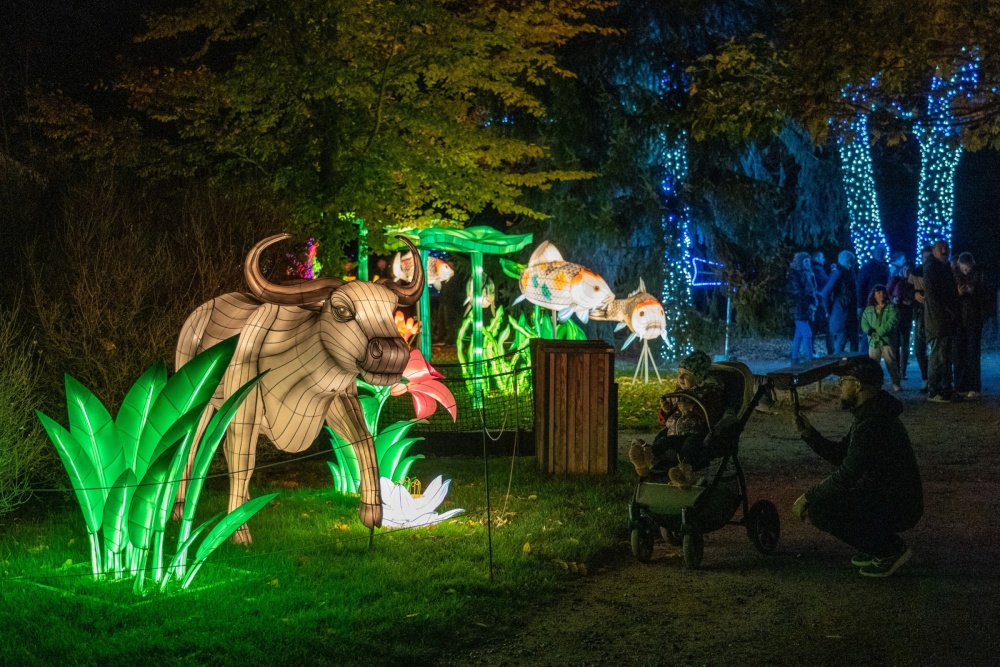 Výstava představuje celou řadu asijských živočichů od koi kaprů po vodního buvola. Foto Oliver Le Que, Zoo Praha Výstava představuje celou řadu asijských živočichů od koi kaprů po vodního buvola. Foto Oliver Le Que, Zoo Praha