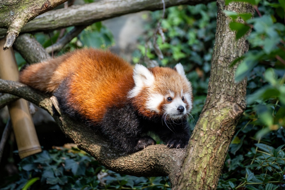 The cubs now explore their outdoor enclosure on their own. According to their keepers, they haven’t quite got used to mastering movement in the branches, but they are becoming more confident when walking. Pictured here is the four-month-old male. Author: Oliver Le Que, Prague Zoo. 