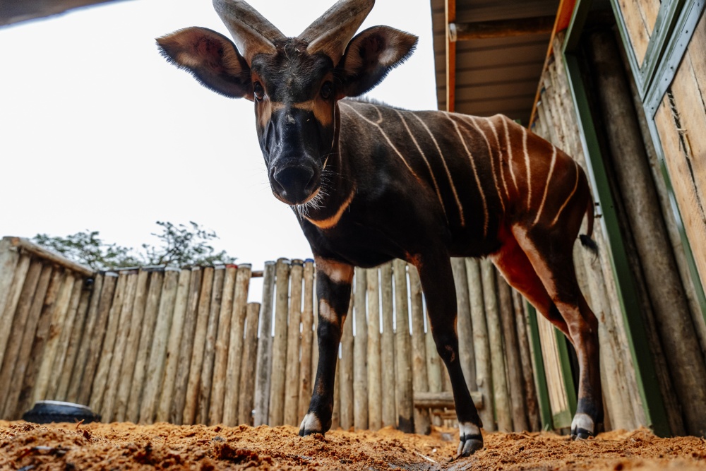 Samec Mau ze Zoo Praha ve svém novém domově v Keni. Foto Petr Topič, Safari Park Dvůr Králové