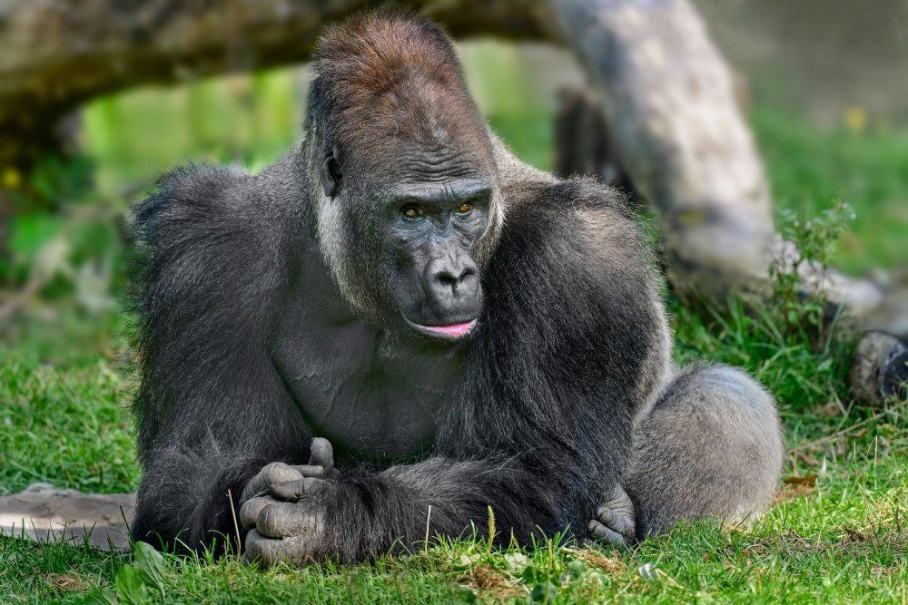 Kisumu se narodil roku 1997 v Mnichově a v sedmi letech byl přesunut do rakouského Schmidingu, kde až doposud žije v mládenecké skupině. V Zoo Praha by se měl stát otcem. Foto Zoo Schmiding