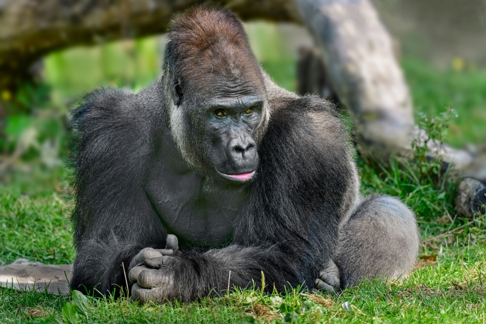 Kisumu was born in 1997 in Munich and at the age of seven was moved to Schmiding, Austria, where he still lives in a youth group.  He should become a father at the Prague Zoo.  Photo by Zoo Schmiding