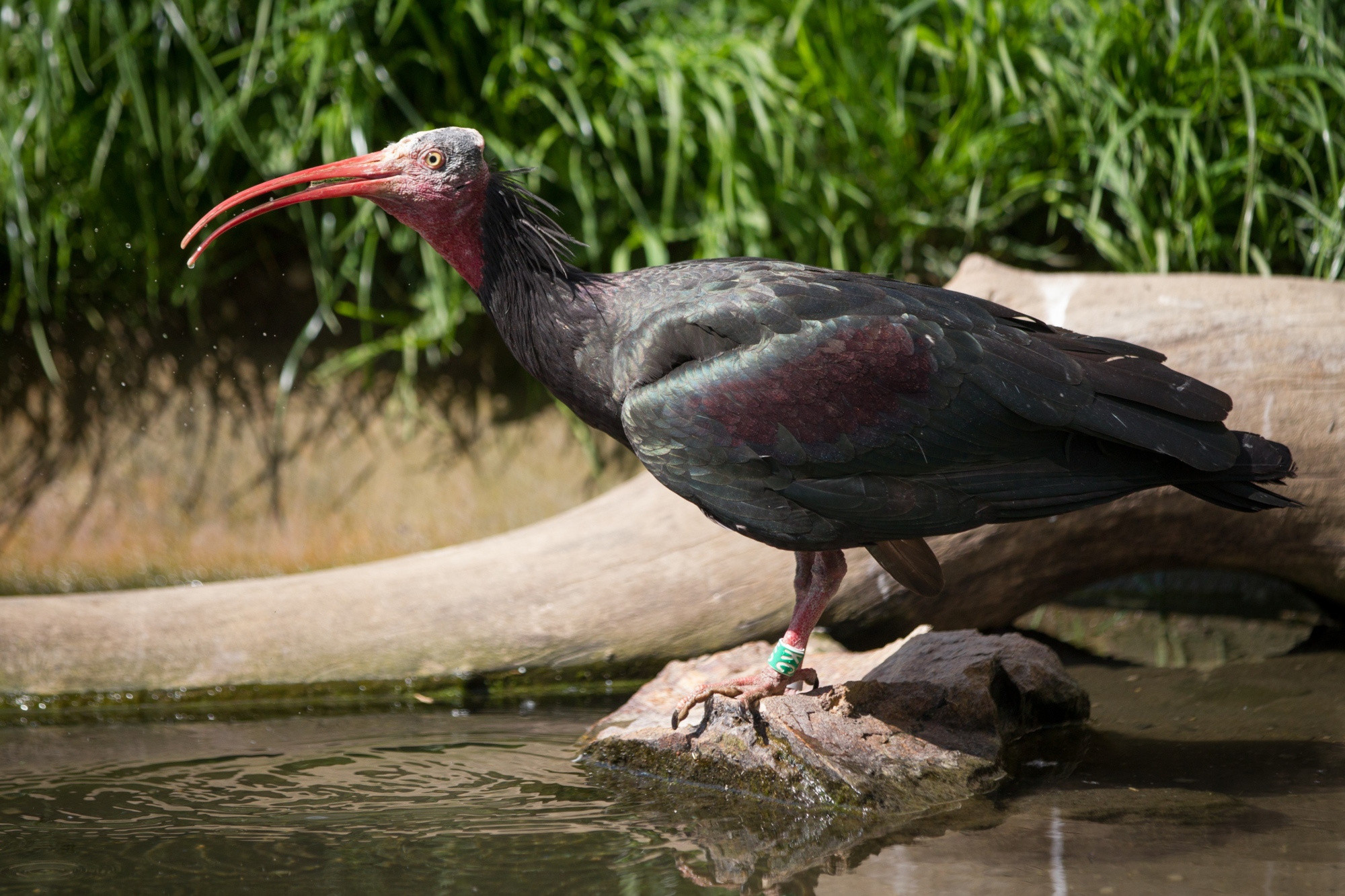 The walk-through African Rocks aviary in the lower part of the zoo is particularly lively in the evening. Pictured: the flagship species of the exhibit, the endangered northern bald ibis. Photo: Tereza Mrhálková, Prague Zoo