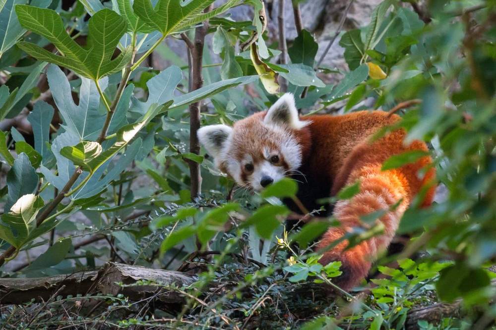 K samci Patovi se nastěhovala roční samice Regica. Návštěvníci mohou nový pár pand červených sledovat ve výběhu naproti hlavnímu vchodu do Zoo Praha. Foto: Tereza Mrhálková, Zoo Praha