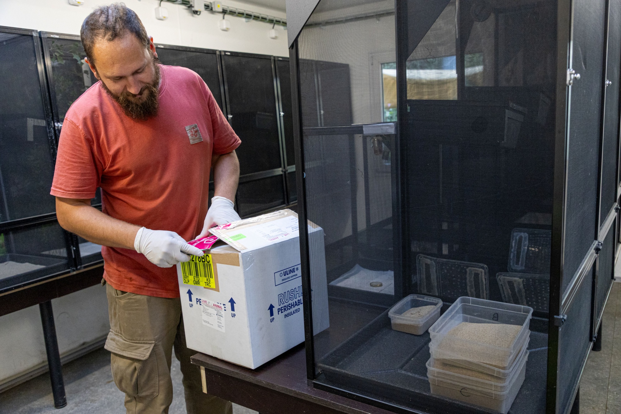 The consignment arrived from San Diego, USA, on Wednesday 1 October 2026. The photograph shows Prague Zoo keeper Vojtěch Víta unpacking it in the zoo’s off-exhibit breeding facility. Photo: Tereza Mrhálková, Prague Zoo