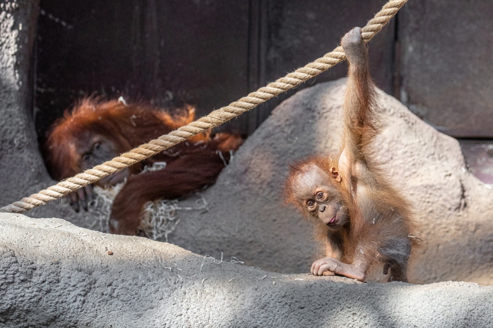 Ze všeho nejraději si Kawi hraje na lanech. Foto Miroslav Bobek, Zoo Praha