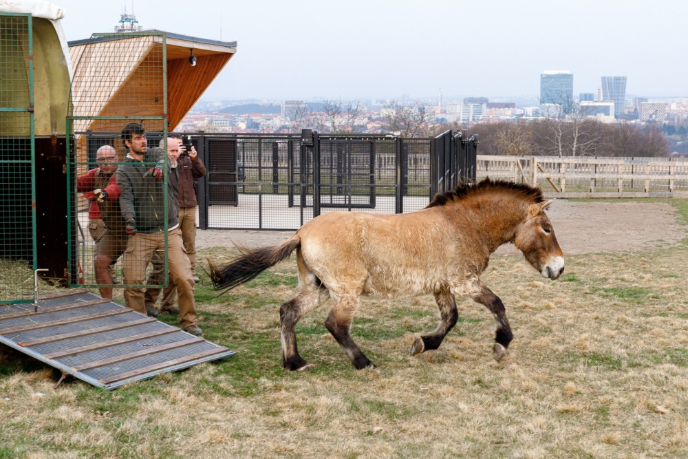 Vypuštění valacha Nepomuka, který ve stádě zastane roli hřebce. Foto Miroslav Bobek, Zoo Praha