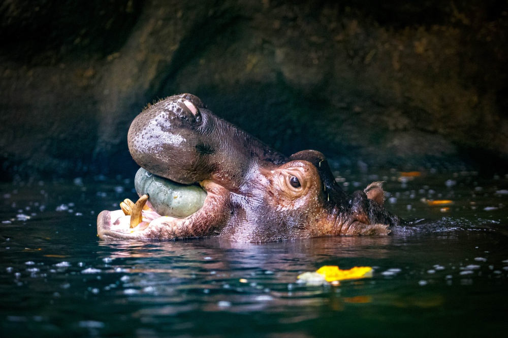 Hroši obojživelní si dokáží s dýněmi poradit i ve vodě. Menší plody chytají rovnou do tlamy. Autor: Miroslav Bobek, Zoo Praha 