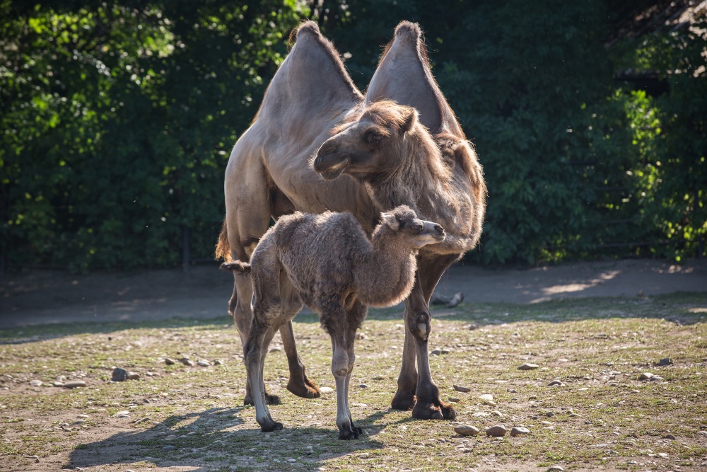 Velbloudi jsou známí svou schopností zásobení energie ve formě tukového hrbu. Mladé samičce v Zoo Praha naroste až časem. Autor: Tereza Mrhálková, Zoo Praha